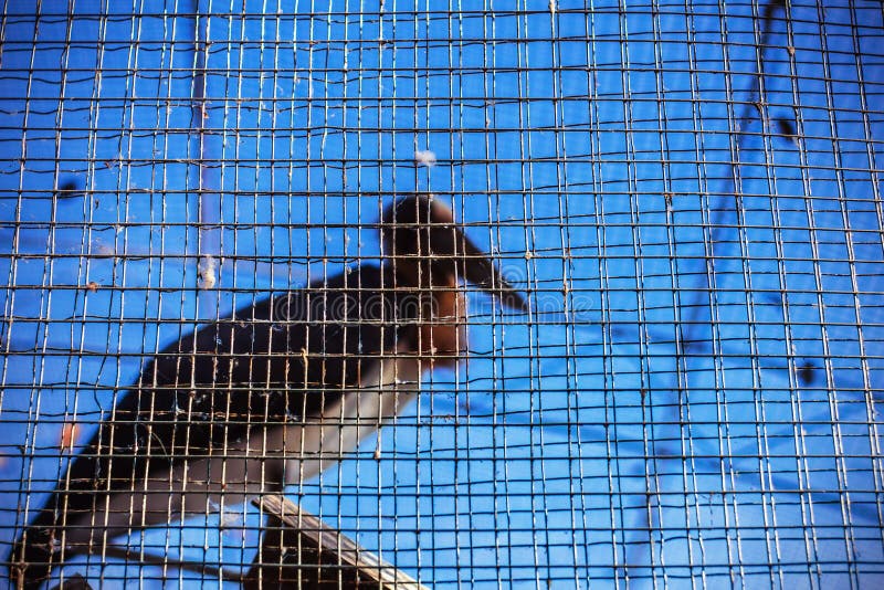 De vogel in de kooi stock foto. Afbeelding bestaande uit
