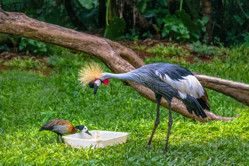 De vogel en de eend die van Gray Crowned Crane bij de Aven van Parque eten das - Foz doet Iguacu, Parana, Brazilië stock fotografie De vogel en de eend die van Gray Crowned Crane bij de Aven van Parque eten das - Foz doet Iguacu, Parana, Brazilië stock fotografie