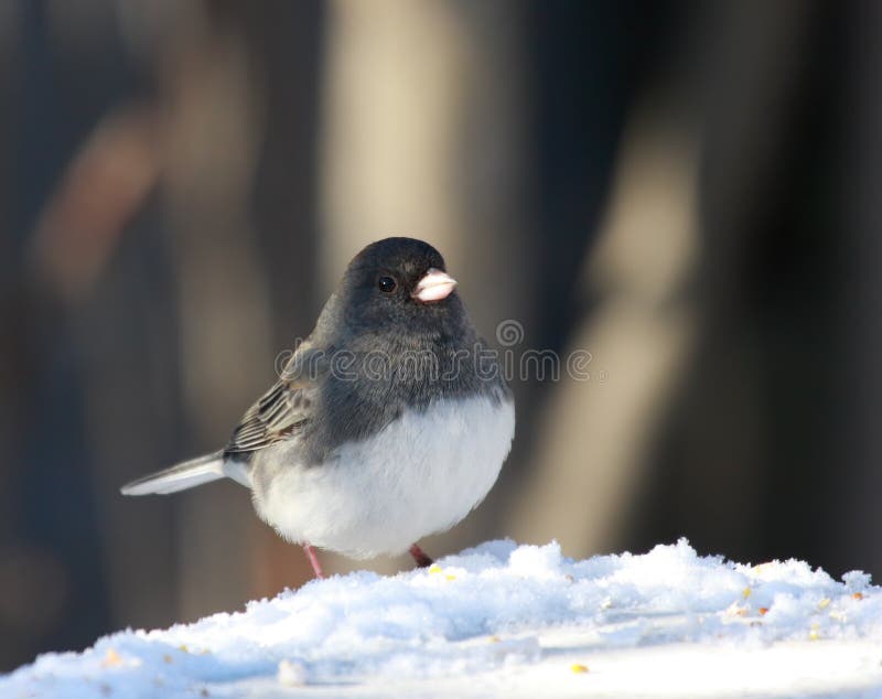 De vogel van Junco in de sneeuw royalty-vrije stock foto De vogel van Junco in de sneeuw royalty-vrije stock foto