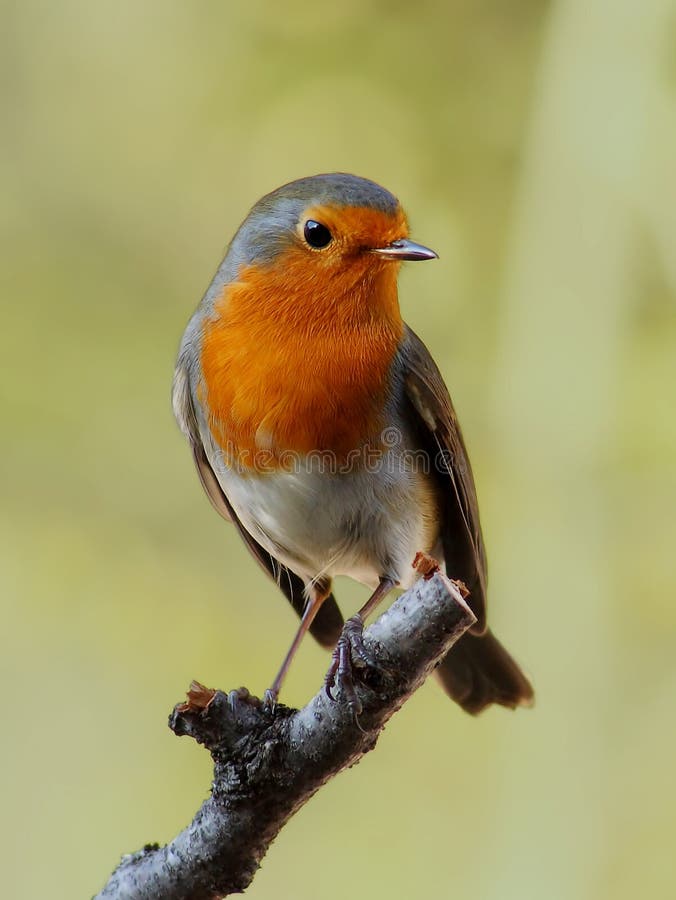 De vogel van Robin