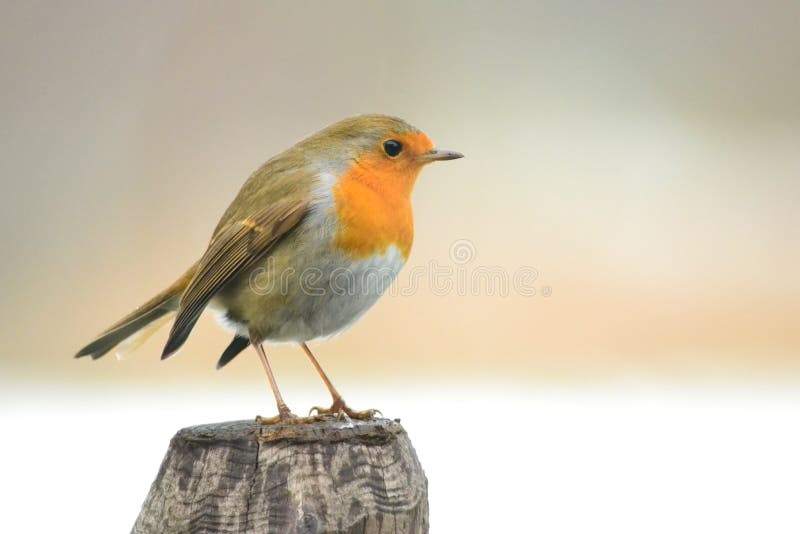 De vogel van Robin op een pool