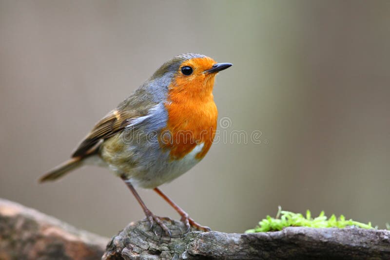 De vogel van Robin op de tak