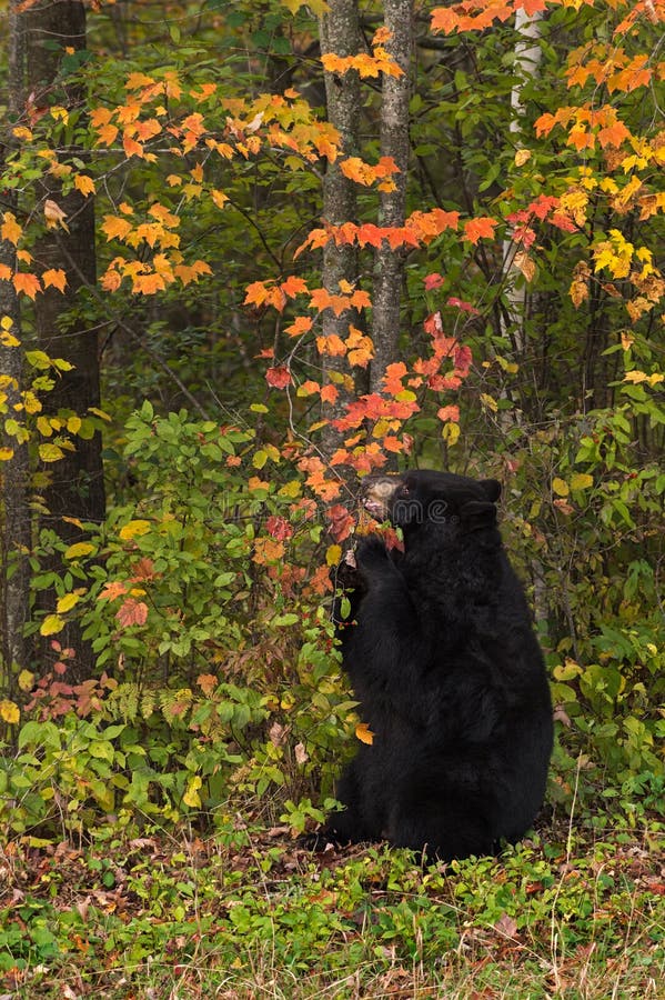 De volwassen Vrouwelijke Zwarte draagt (americanus Ursus) kauwt op Tak royalty-vrije stock foto's De volwassen Vrouwelijke Zwarte draagt (americanus Ursus) kauwt op Tak royalty-vrije stock foto's