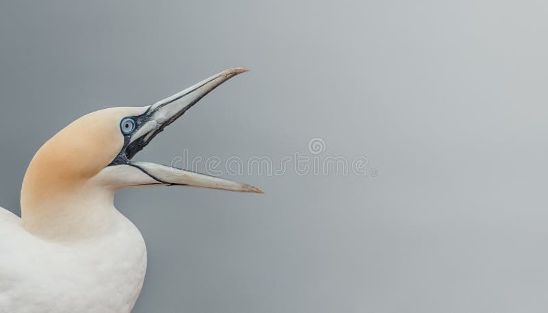 De vraag van aard, het wilde jan-van-gent Noord- van Atlantische Oceaan schreeuwt voor hulp stock foto's De vraag van aard, het wilde jan-van-gent Noord- van Atlantische Oceaan schreeuwt voor hulp stock foto's