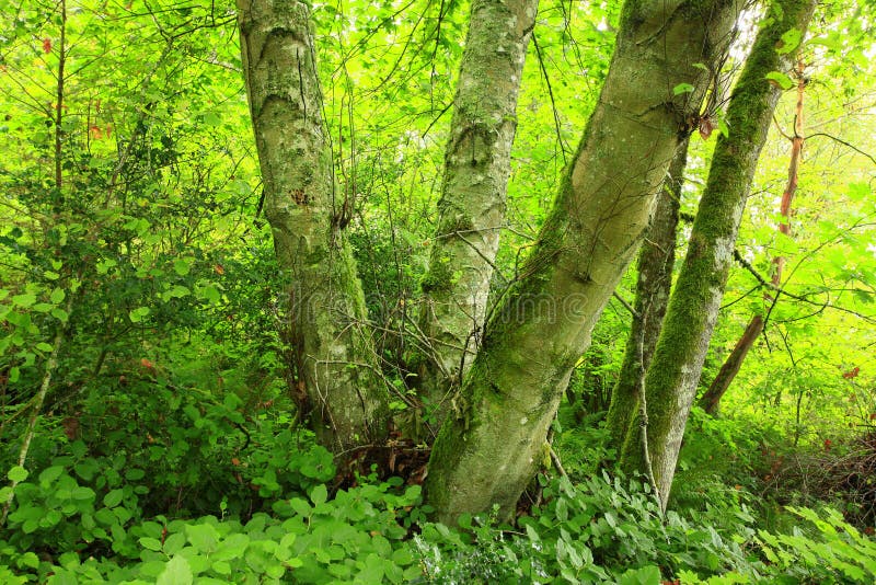 De vreedzame boom van de Noordwesten bos en Rode els royalty-vrije stock foto's De vreedzame boom van de Noordwesten bos en Rode els royalty-vrije stock foto's