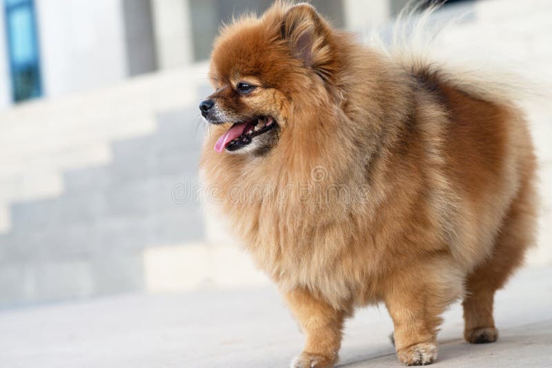 De vriendelijke hond loopt naar buiten. schattebout royalty-vrije stock fotografie