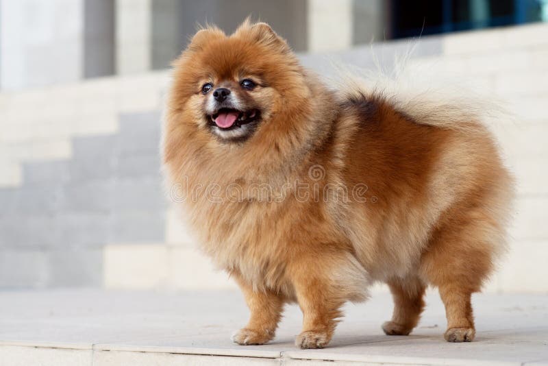 De vriendelijke hond loopt naar buiten. schattebout stock afbeeldingen