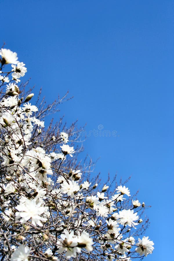 De vroege Lente stock afbeelding De vroege Lente stock afbeelding