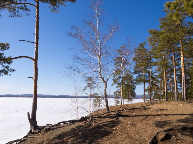 De vroege lente, naakt bos op de kust door meer nog wordt behandeld dat met toont en ijs Pijnboombomen en berken, wolkenloos blau stock afbeeldingen De vroege lente, naakt bos op de kust door meer nog wordt behandeld dat met toont en ijs Pijnboombomen en berken, wolkenloos blau stock afbeeldingen