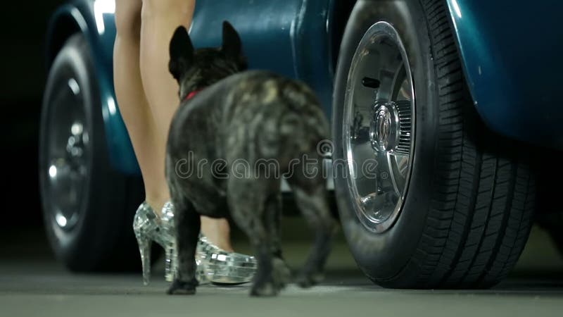 De vrouw en haar hond lopen aan de blauwe auto en openen de deur