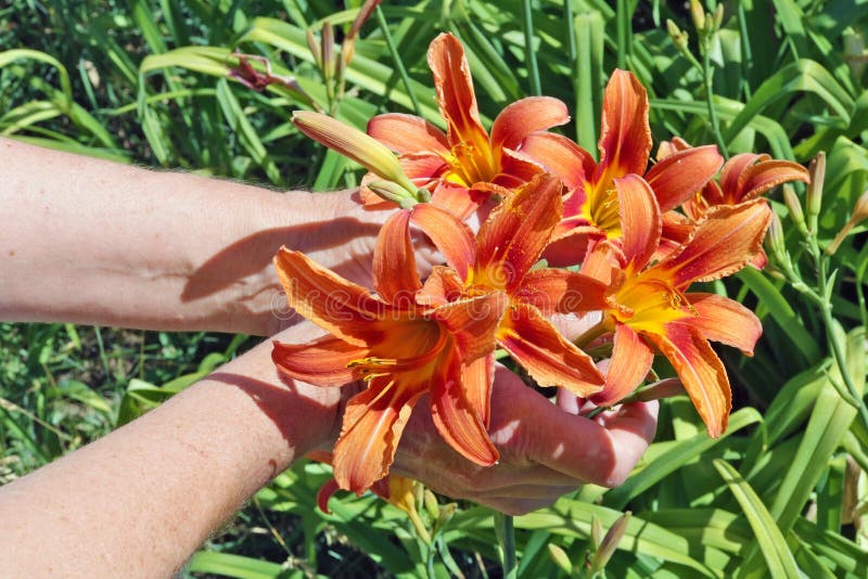 De vrouw - landbouwerszorg en oogsten oranje lelies bloeit stock foto De vrouw - landbouwerszorg en oogsten oranje lelies bloeit stock foto