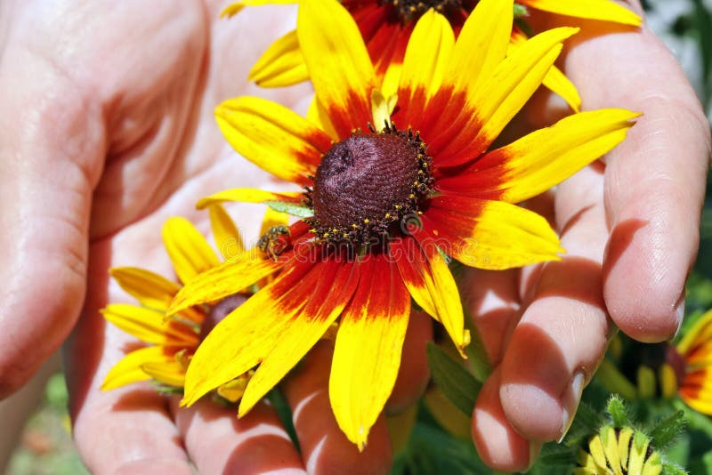 De vrouw - de landbouwerszorg van een decoratieve zonnebloem bloeit met bij stock afbeelding De vrouw - de landbouwerszorg van een decoratieve zonnebloem bloeit met bij stock afbeelding