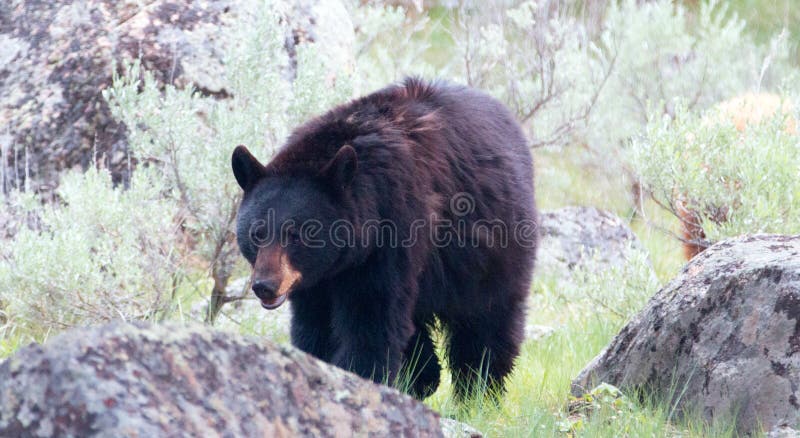De vrouwelijke Amerikaanse Zwarte draagt Ursus americanus in het Nationale Park van Yellowstone in Wyoming royalty-vrije stock afbeeldingen De vrouwelijke Amerikaanse Zwarte draagt Ursus americanus in het Nationale Park van Yellowstone in Wyoming royalty-vrije stock afbeeldingen