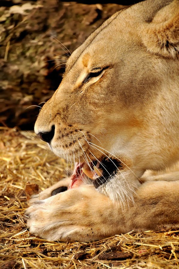 Een leeuwin is aan het eten royalty-vrije stock afbeeldingen