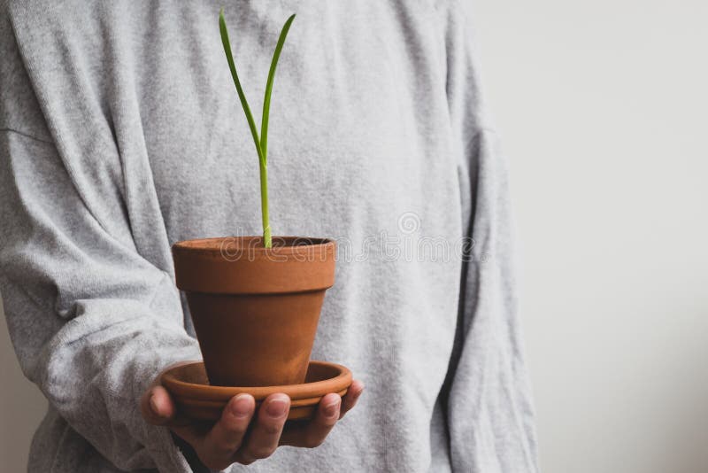 De vrouwelijke pot van de handholding met verse kleine spruit van knoflook Het concept van de lente royalty-vrije stock afbeeldingen De vrouwelijke pot van de handholding met verse kleine spruit van knoflook Het concept van de lente royalty-vrije stock afbeeldingen