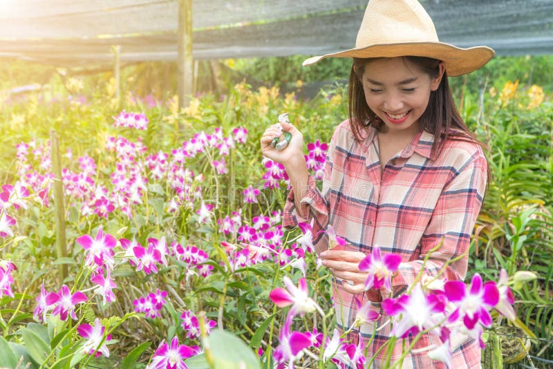 De vrouwelijke tuinlieden dragen een plaidoverhemd en dragen een hoed Handen die schaar voor scherpe orchideeën houden stock afbeelding De vrouwelijke tuinlieden dragen een plaidoverhemd en dragen een hoed Handen die schaar voor scherpe orchideeën houden stock afbeelding