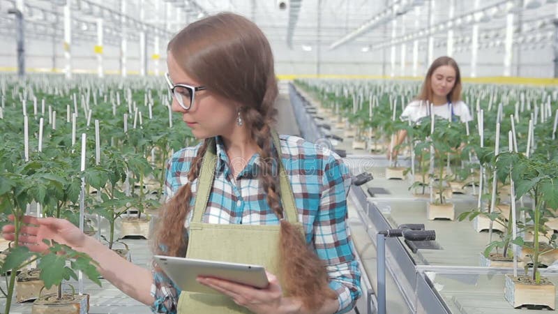 De vrouwenagronoom onderzoekt groene installaties binnen in serre op hydrocultuur