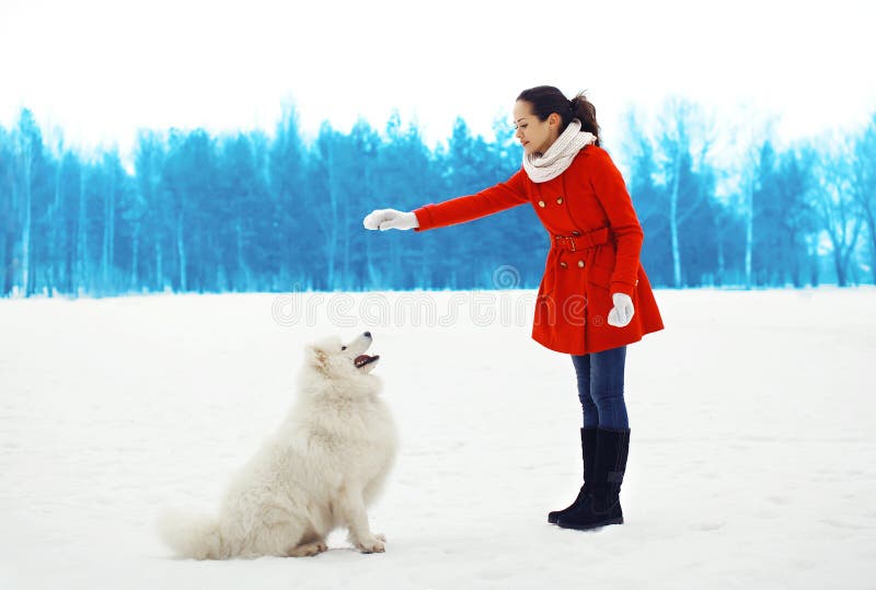 Woman owner trains white Samoyed dog outdoors in winter park. Woman owner trains white Samoyed dog outdoors in winter park