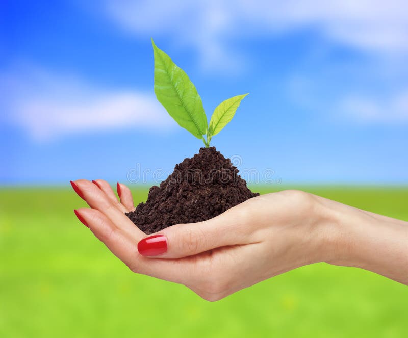 De vrouwenhanden houden groene installatie over heldere aardbackgro royalty-vrije stock afbeeldingen De vrouwenhanden houden groene installatie over heldere aardbackgro royalty-vrije stock afbeeldingen