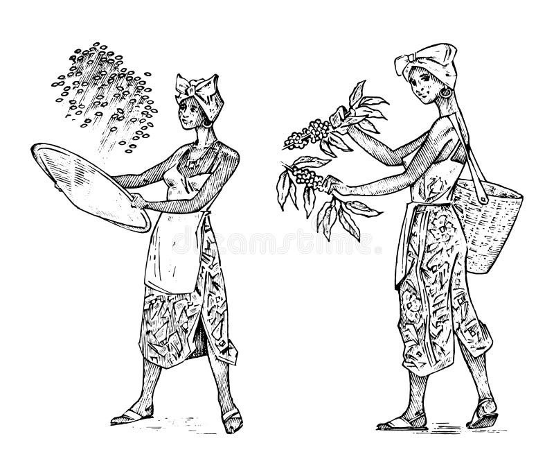 De vrouwenlandbouwer houdt een mand van koffiebonen Aziatische rijst of cacao aanplanting en het oogsten Het werken aan gebied wi stock illustratie De vrouwenlandbouwer houdt een mand van koffiebonen Aziatische rijst of cacao aanplanting en het oogsten Het werken aan gebied wi stock illustratie
