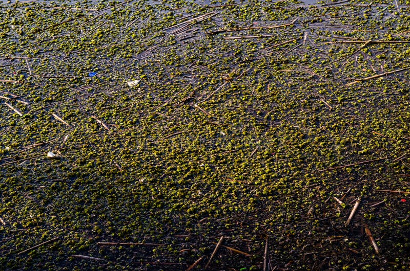 De vuile waterverontreiniging, sluit omhoog foto met details stock afbeelding De vuile waterverontreiniging, sluit omhoog foto met details stock afbeelding