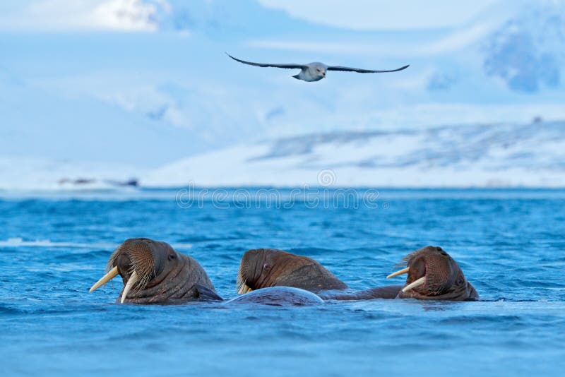 De walrus, Odobenus-grote rosmarus, flippered marien zoogdier, in blauw water, Svalbard, Noorwegen Detailportret van groot dier i