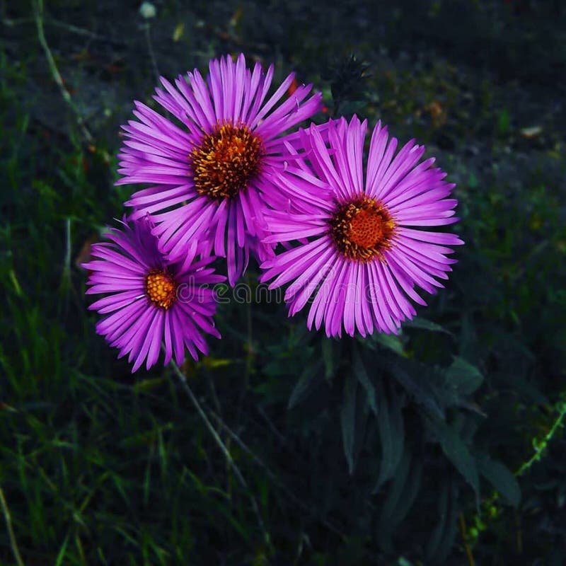 De warme en mooie de herfstbloemen zijn nog bloeiend royalty-vrije stock foto De warme en mooie de herfstbloemen zijn nog bloeiend royalty-vrije stock foto