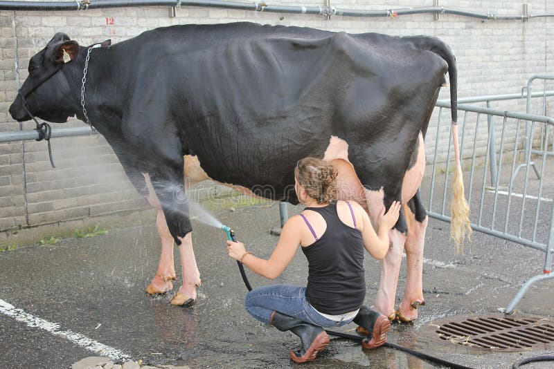 De Was van de koe. stock foto De Was van de koe. stock foto