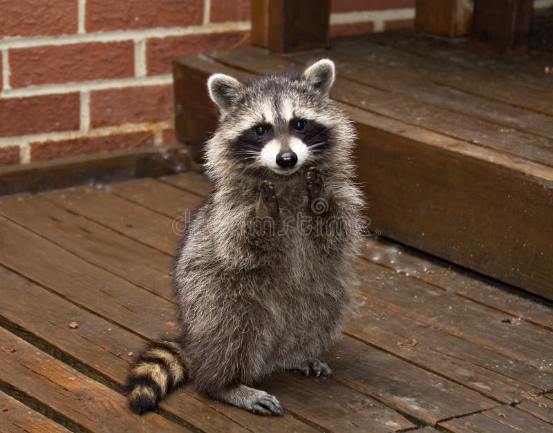 A spring raccon that lives in an Ohio suburb - looks like he's begging. A spring raccon that lives in an Ohio suburb - looks like he's begging.