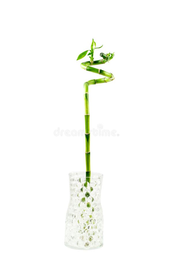 De Waterplant van het bamboehuis op geïsoleerd met partij van lege ruimte voor tekst stock fotografie De Waterplant van het bamboehuis op geïsoleerd met partij van lege ruimte voor tekst stock fotografie
