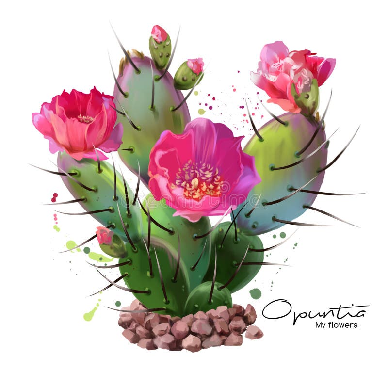 De waterverf van de Cactusvijgencactus het schilderen stock illustratie De waterverf van de Cactusvijgencactus het schilderen stock illustratie