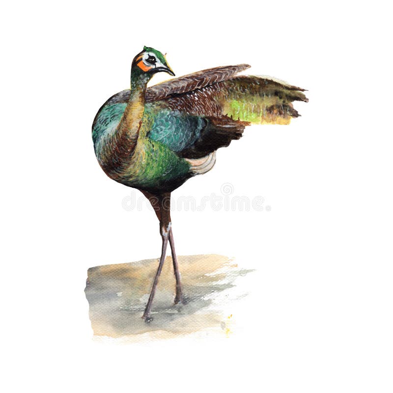 De waterverf van de pauwillustratie het schilderen Geschilderde de hand van de waterverf illustratie van een geïsoleerde pauw vector illustratie De waterverf van de pauwillustratie het schilderen Geschilderde de hand van de waterverf illustratie van een geïsoleerde pauw vector illustratie