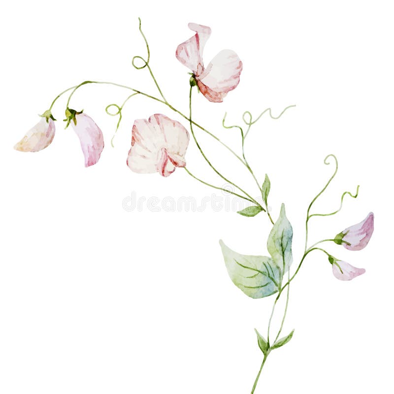 De waterverfbloemen van Nice vector illustratie De waterverfbloemen van Nice vector illustratie