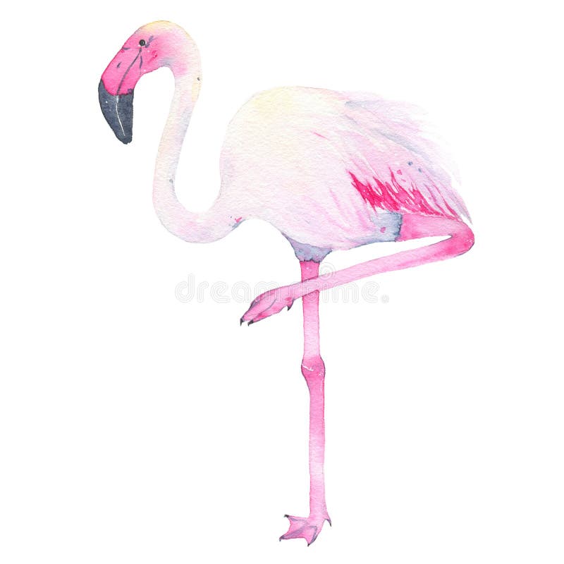 Vierde verpleegster Overvloedig De Waterverfhand Schilderde Tropische Roze Die Flamingo Op Witte  Achtergrond Wordt Geïsoleerd Stock Illustratie - Illustration of getrokken,  één: 97905713