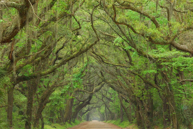 De Weg van de Baai van de plantkunde, Charleston, Zuid-Carolina royalty-vrije stock afbeelding De Weg van de Baai van de plantkunde, Charleston, Zuid-Carolina royalty-vrije stock afbeelding