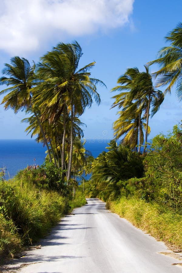 Scenic road leading to the sea through palm trees in the wind. Scenic road leading to the sea through palm trees in the wind