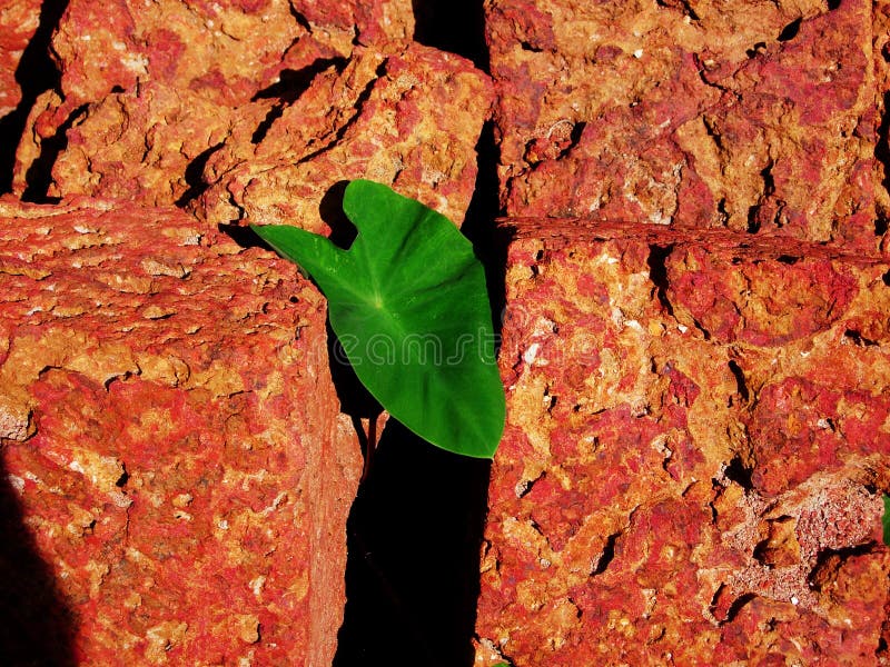 Green Leaf in red stone. Green Leaf in red stone