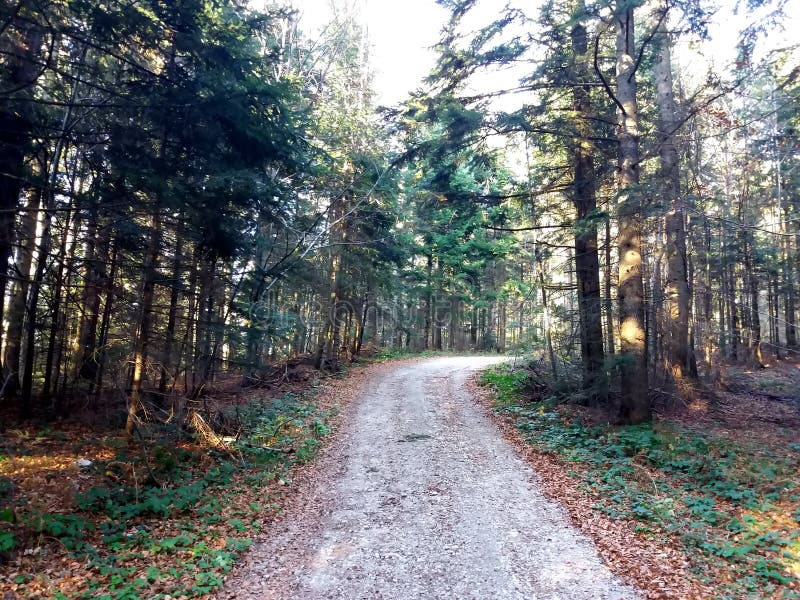 De Weg van de gangsteeg met Groene Bomen in Forest Beautiful Alley, weg in Park Manier door de Zomerbos royalty-vrije stock afbeelding De Weg van de gangsteeg met Groene Bomen in Forest Beautiful Alley, weg in Park Manier door de Zomerbos royalty-vrije stock afbeelding
