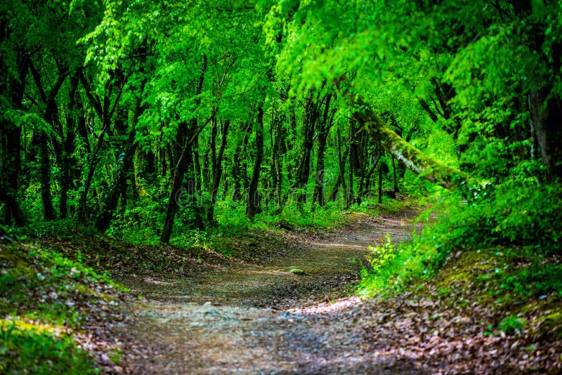 De Weg van de gangsteeg met Groene Bomen in Forest Beautiful Alley, weg in Park Manier door de Zomerbos stock afbeeldingen De Weg van de gangsteeg met Groene Bomen in Forest Beautiful Alley, weg in Park Manier door de Zomerbos stock afbeeldingen