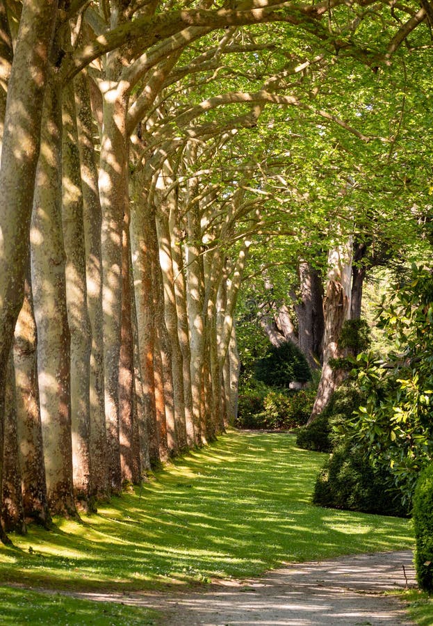 De Weg van de gangsteeg met Groene Bomen in Forest Beautiful Alley In Park royalty-vrije stock fotografie De Weg van de gangsteeg met Groene Bomen in Forest Beautiful Alley In Park royalty-vrije stock fotografie