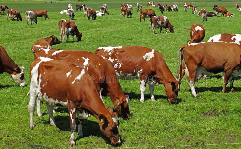 Makkelijk te gebeuren Ongeldig ketting De Weidende Rode Koeien Van Holstein Stock Foto - Image of land, kleur:  85249660