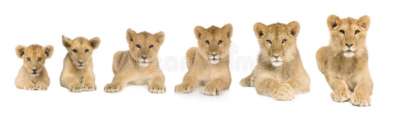 De welp van de leeuw het groeien van 3 tot 9 maanden voor a royalty-vrije stock afbeeldingen De welp van de leeuw het groeien van 3 tot 9 maanden voor a royalty-vrije stock afbeeldingen