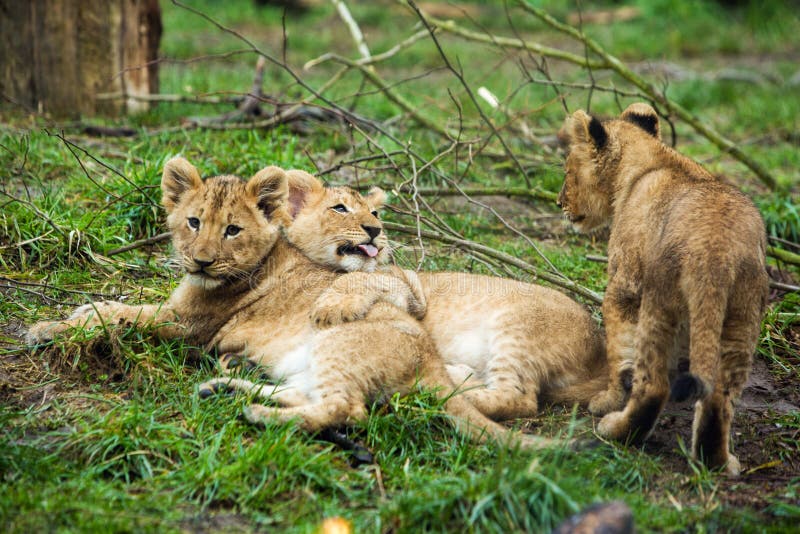 Welpen van leeuwen stock afbeeldingen