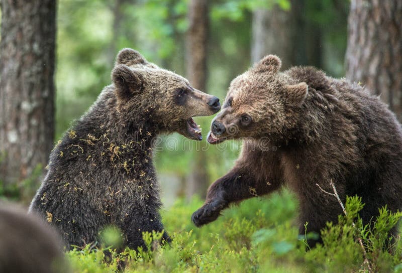 De Welpen van Bruine beren & x28; Ursus Arctos Arctos& x29; speels vechtend stock foto's De Welpen van Bruine beren & x28; Ursus Arctos Arctos& x29; speels vechtend stock foto's