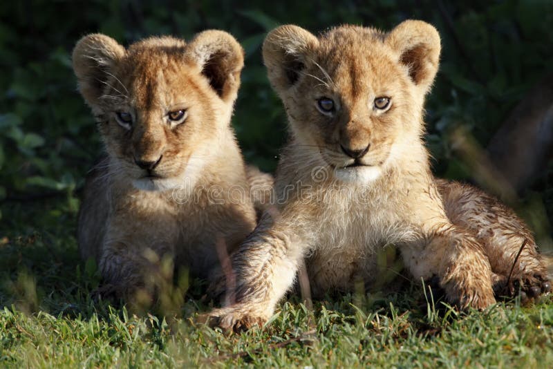 De welpen van de leeuw, Serengeti stock foto's De welpen van de leeuw, Serengeti stock foto's