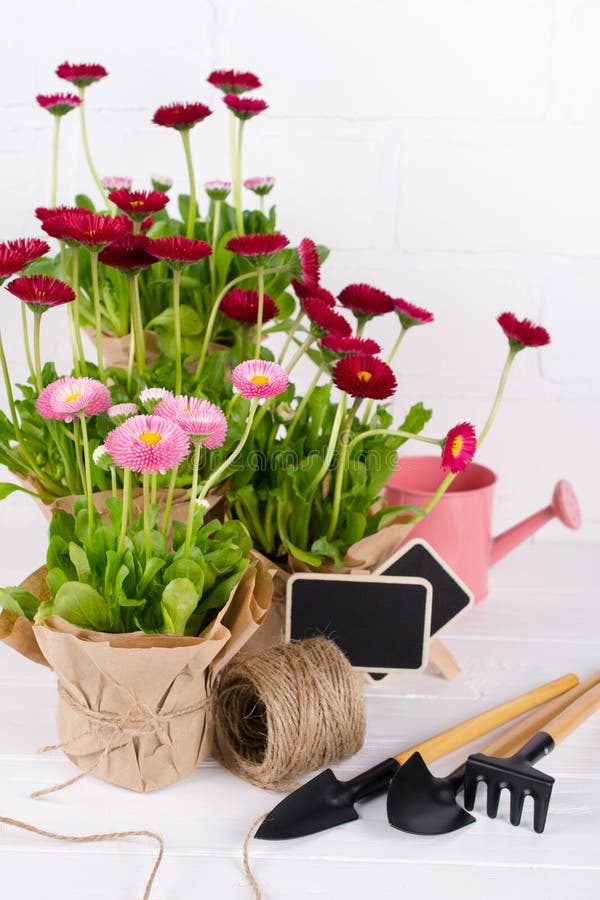 De werkenconcept van de de lentetuin Het tuinieren hulpmiddelen, bloemen in potten en gieter op witte houten lijst royalty-vrije stock fotografie De werkenconcept van de de lentetuin Het tuinieren hulpmiddelen, bloemen in potten en gieter op witte houten lijst royalty-vrije stock fotografie