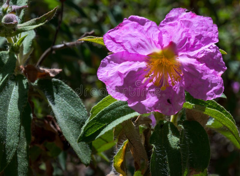 De wetenschappelijke naam van deze installatie is Cistus-symphytifolius stock afbeelding De wetenschappelijke naam van deze installatie is Cistus-symphytifolius stock afbeelding