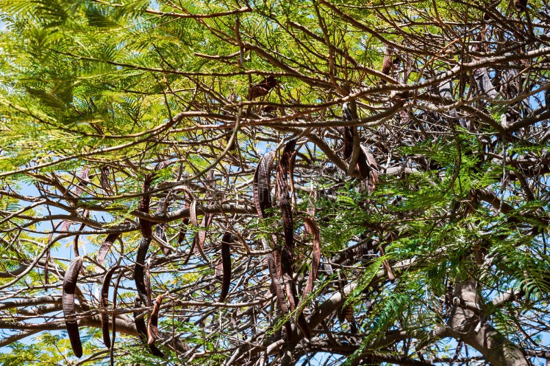 De wetenschappelijke naam van deze installatie is Delonix-regia royalty-vrije stock afbeelding De wetenschappelijke naam van deze installatie is Delonix-regia royalty-vrije stock afbeelding