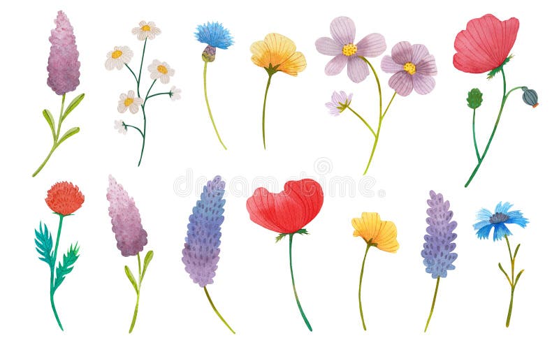De wilde achtergrond van de de waterverf vastgestelde illustratie van de bloemenstam royalty-vrije illustratie De wilde achtergrond van de de waterverf vastgestelde illustratie van de bloemenstam royalty-vrije illustratie