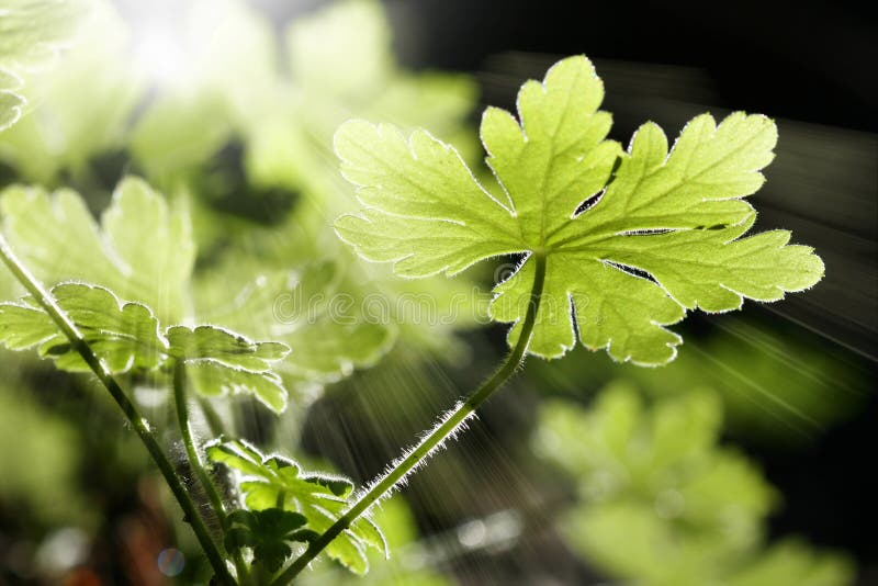 De wilde bladeren van de Geranium stock foto's De wilde bladeren van de Geranium stock foto's